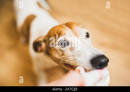 Jack Russell Terrier hat Spaß beim Spielen mit einem Mann seine Kugel mit seinen Zähnen Stockfoto