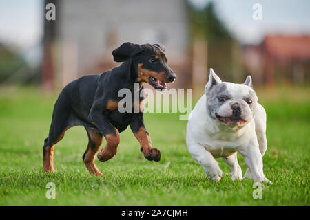 Französische Bulldogge durch jagte Dobermann Welpen Stockfoto