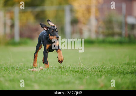 Ausführen von Dobermann Welpen Stockfoto