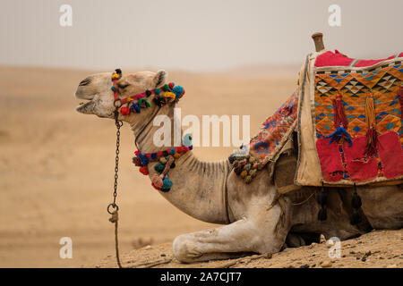 Ein Kamel wartet ein Reiter bei den Pyramiden von Giza, Kairo, Ägypten Stockfoto