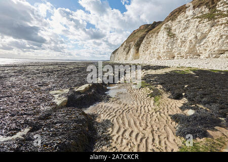 Flamborough Head Beach Chalk weißen Felsen und Meer nördlich von Bridlington, East Yorkshire, Großbritannien Stockfoto