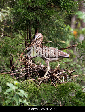 Schwarze Nacht gekrönt - Heron juvenile Vogel auf dem Nest mit einem Zweig im Schnabel gehockt und genießen die Umgebung und Umwelt mit einem schönen grünen t Stockfoto