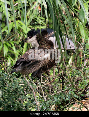 Schwarze Nacht gekrönt - Heron juvenilen Vögel und ein Erwachsener Vogel mit einem Detailansicht gehockt und genießen ihre Umgebung und Umwelt mit einem schönen gre Stockfoto