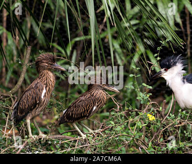 Schwarze Nacht gekrönt - Heron juvenilen Vögel und ein Erwachsener Vogel mit einem Detailansicht gehockt und genießen ihre Umgebung und Umwelt mit einem schönen gre Stockfoto