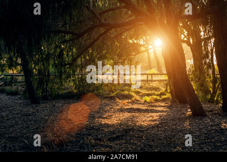 Sonnenlicht bei Sonnenuntergang durch die Bäume im Park Stockfoto