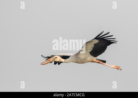 Offene wechsel Stork in der Bhigwan Vogelschutzgebiet fliegen Stockfoto