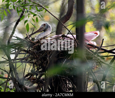 Rosalöffler Vogel im Nest auf einem Baum seine Nester in seine Umwelt und Umgebung genießen. Stockfoto