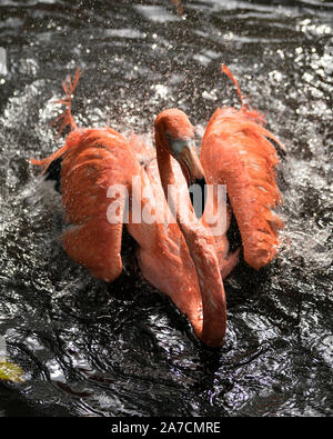 Flamingo Vogel im Wasser eine Nahaufnahme und Baden und Anzeigen von ihren schönen Körper, Kopf, Schnabel, Auge, in seiner Umwelt und Umgebung. Stockfoto