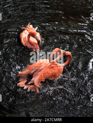 Flamingo Vogel Paar im Wasser interagieren, eine Nahaufnahme und Anzeigen von ihren schönen Körper, Kopf, Schnabel, Auge, in seiner Umgebung und Umgebung w Stockfoto