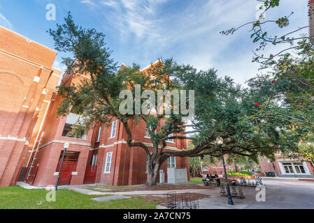 GAINESVILLE, FL, USA - 12. SEPTEMBER: Smathers Library an der Universität von Florida am 12. September 2016 in Gainesville, Florida. Stockfoto