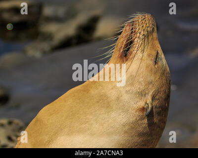 Seelöwen in der La Jolla Cove in San Diego, Kalifornien. Stockfoto