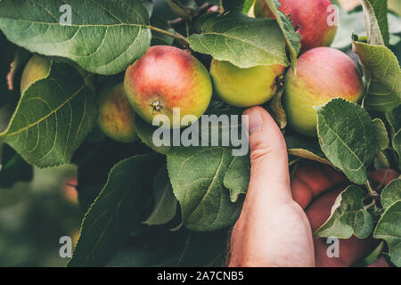 Eine Hand aufgestützt auf einen schweren Ast mit Äpfel im Garten verstreut auf dem Bauernhof Stockfoto