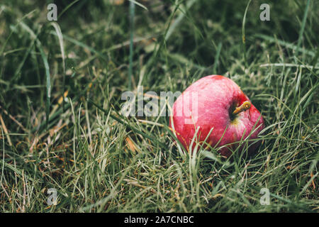 Reife rote Apfel auf dem Gras Stockfoto