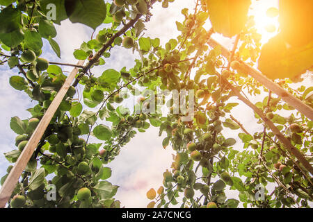 Agrar- und Landwirtschaft - Obstgarten auf der Farm Stockfoto