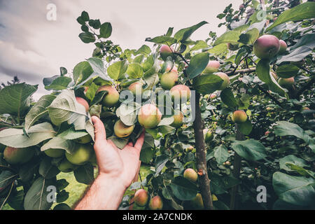 Agrar- und Landwirtschaft - Obstgarten auf der Farm Stockfoto