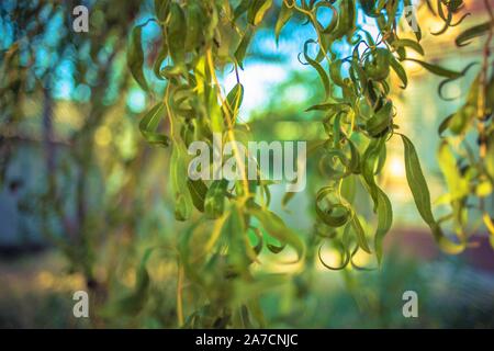 Trauerweide Äste mit grünen Blättern im sonnigen Garten. Stockfoto