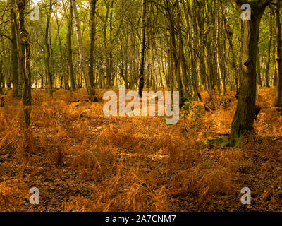 Herbst bracken im Wald bei Skipwith Gemeinsame, North Yorkshire, England Stockfoto