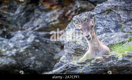 Foto während der Tour durch die Gletscher der Vanoise, August Monat genommen, mit 3 Kindern. Auf dem GR 5 Trail. Ibex weiblich. Stockfoto