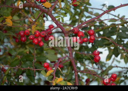 Wild Dog Rose Bush mit roten Beeren Nahaufnahme, rote Hagebutten mit Blätter und Dornen Stockfoto