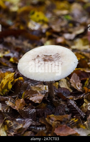 Macrolepiota procera, die gemeinsame Sonnenschirm Pilz auf den Boden mit Blätter im Herbst in einem Wald in Deutschland, Westeuropa Stockfoto