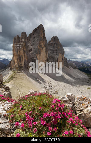 Potentilla nitida Blüten. Tre Cime di Lavaredo Berggipfel. Die Drei Zinnen Nature Park. Berglandschaft der Dolomiten. Italien. Stockfoto