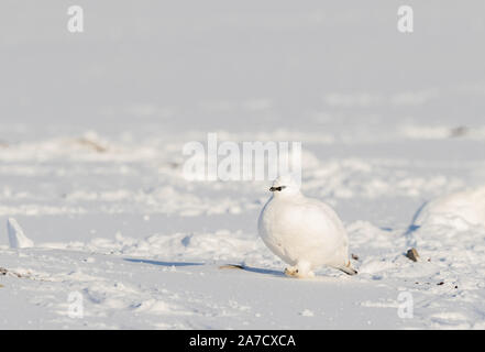 Svalbard Rock Ptarmigan, Lagopus muta Hyperborea, mit Winter Gefieder, Vogel im natürlichen Lebensraum im Schnee auf Spitzbergen Stockfoto