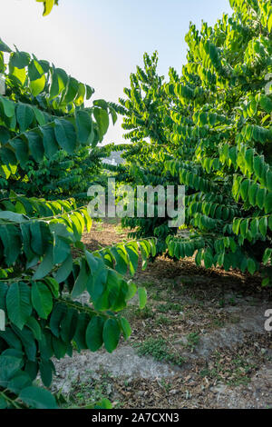 Anpflanzungen von cherimoya Cherimoya Früchte in Granada-Malaga tropischen Küste subtropischen Region, Andalusien, Spanien, grün Cherimoya wächst am Baum Stockfoto