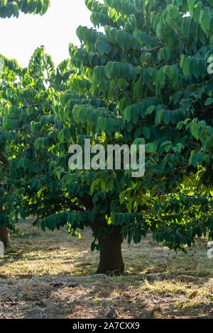 Anpflanzungen von cherimoya Cherimoya Früchte in Granada-Malaga tropischen Küste subtropischen Region, Andalusien, Spanien, grün Cherimoya wächst am Baum Stockfoto