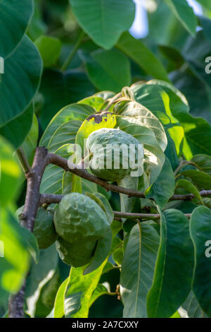 Anpflanzungen von cherimoya Cherimoya Früchte in Granada-Malaga tropischen Küste subtropischen Region, Andalusien, Spanien, grün Cherimoya wächst am Baum Stockfoto