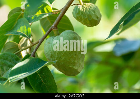 Anpflanzungen von cherimoya Cherimoya Früchte in Granada-Malaga tropischen Küste subtropischen Region, Andalusien, Spanien, grün Cherimoya wächst am Baum Stockfoto