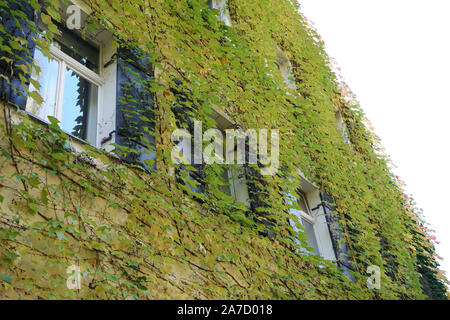 Hausfassade mit wilder Wein im Herbst in einem Park fotografiert überwachsen Stockfoto
