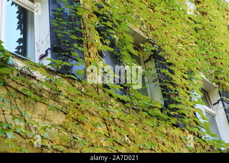 Hausfassade mit wilder Wein im Herbst in einem Park fotografiert überwachsen Stockfoto