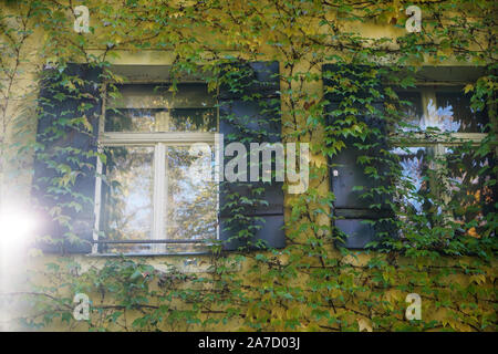 Hausfassade mit wilder Wein im Herbst in einem Park fotografiert überwachsen Stockfoto