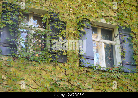 Hausfassade mit wilder Wein im Herbst in einem Park fotografiert überwachsen Stockfoto