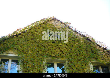 Hausfassade mit wilder Wein im Herbst in einem Park fotografiert überwachsen Stockfoto