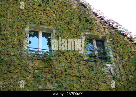 Hausfassade mit wilder Wein im Herbst in einem Park fotografiert überwachsen Stockfoto