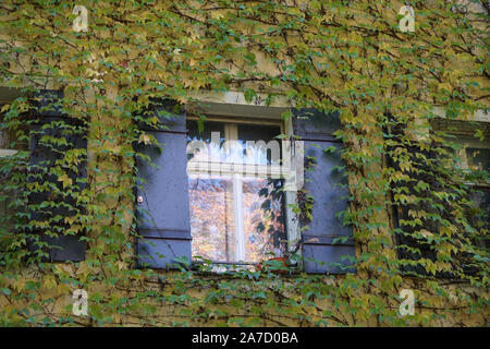 Hausfassade mit wilder Wein im Herbst in einem Park fotografiert überwachsen Stockfoto