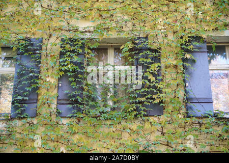 Hausfassade mit wilder Wein im Herbst in einem Park fotografiert überwachsen Stockfoto