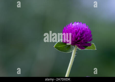 Globus Amaranth/Bachelor- Taste. Blüten sind Violett, Weiß, Pink und Violett. Beliebte Pflanze als Dekoration. Stockfoto