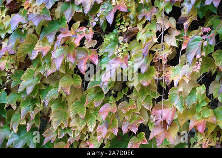 Hausfassade mit wilder Wein im Herbst in einem Park fotografiert überwachsen Stockfoto