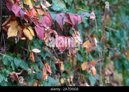 Hausfassade mit wilder Wein im Herbst in einem Park fotografiert überwachsen Stockfoto