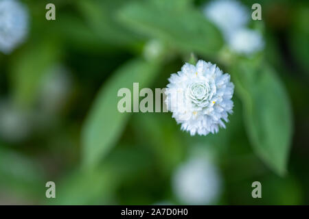 Globus Amaranth/Bachelor- Taste. Blüten sind Violett, Weiß, Pink und Violett. Beliebte Pflanze als Dekoration. Stockfoto