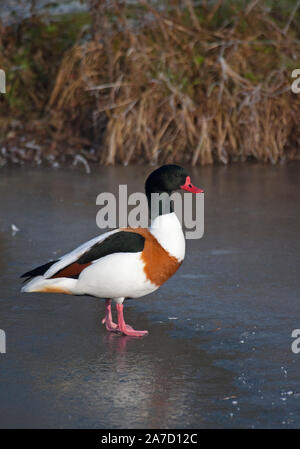 Brandgans, Tadorna tadorna, einem erwachsenen Mann stehend auf Eis. Januar berücksichtigt. Arundel, West Sussex, UK. Stockfoto