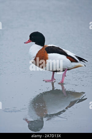 Brandgans, Tadorna tadorna, einem erwachsenen Mann stehend auf Eis. Januar berücksichtigt. Arundel, West Sussex, UK. Stockfoto