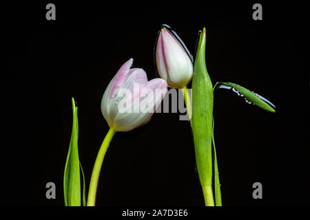 Tulpen in schwarze Flüssigkeit Stockfoto