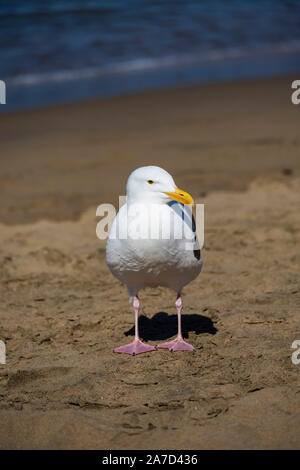 Amerikanische Silbermöwe, Larus argentatus Smithsonianus, North Beach, San Francisco, Kalifornien Vereinigte Staaten von Amerika Stockfoto