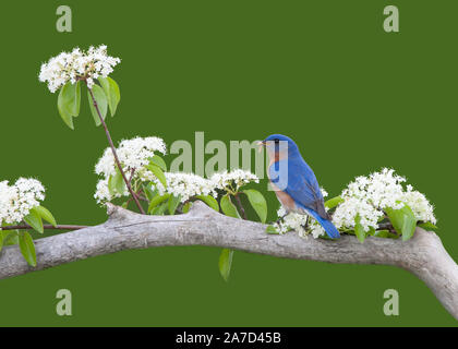 Männliche Eastern Bluebird mit Insekt im Schnabel Stockfoto