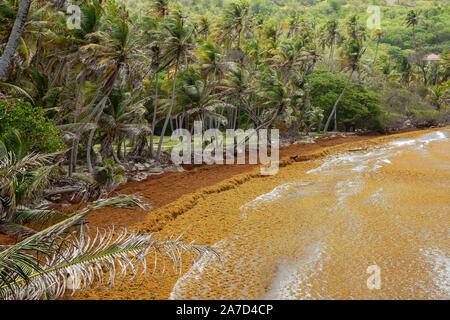 Sargassum Algen, die eine Bucht in Bequia Island, St. Vincent und die Grenadinen Stockfoto