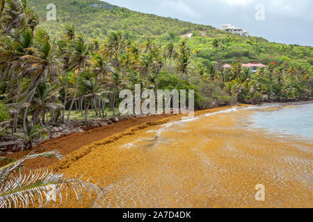 Sargassum Algen schwimmend an Land in Bequia Island, St. Vincent und die Grenadinen Stockfoto