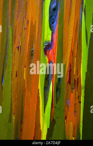 Close up isoliert Foto von der Rinde eines Gemalt (Gummi) Eukalyptusbaum in Kauai, Hawaii. Stockfoto